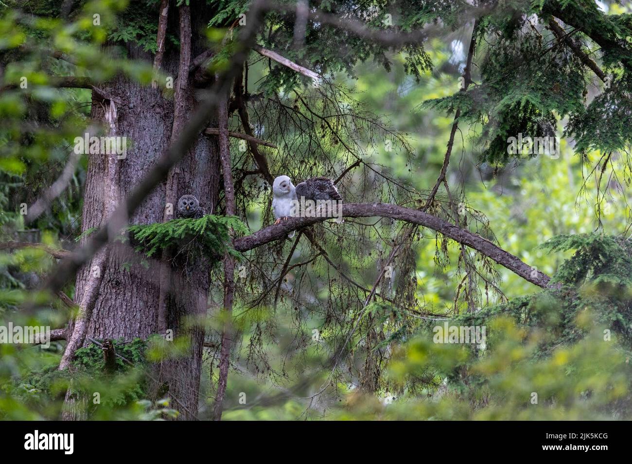 White (albinos) Leucistic fledgling Barred Owl at Port Coquitlam BC Canada, July 2022 Stock Photo