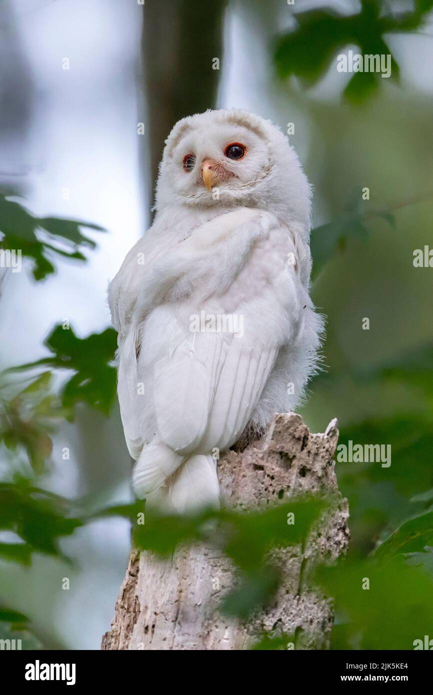 Leucistic owl hi-res stock photography and images - Alamy