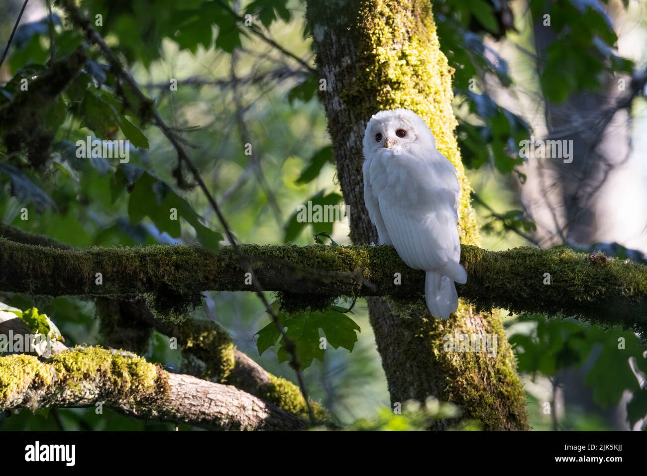 White (albinos) Leucistic fledgling Barred Owl at Port Coquitlam BC Canada, July 2022 Stock Photo