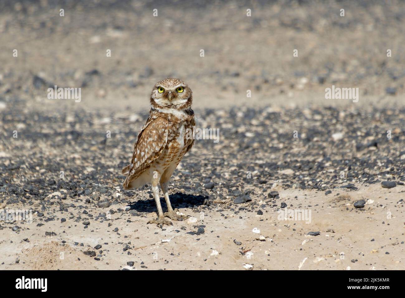 burrowing owl bird nest at Washington, United States Stock Photo