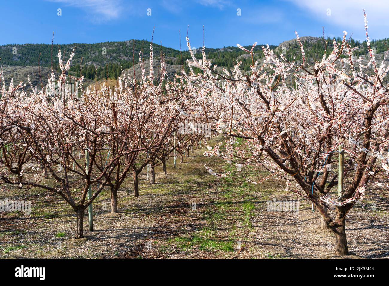 Apricot trees in bloom near Osooyos, Okanagan Valley, British Columbia, Canada. Stock Photo