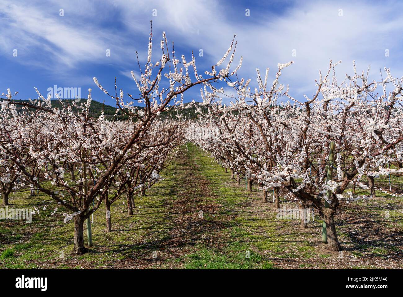 Apricot trees in bloom near Osoyoos, Okanagan Valley, British Columbia, Canada. Stock Photo