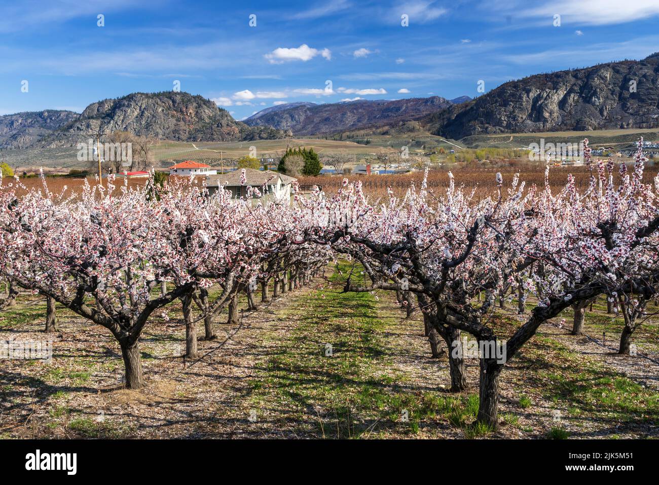 Apricot trees in bloom near Osoyoos, Okanagan Valley, British Columbia, Canada. Stock Photo