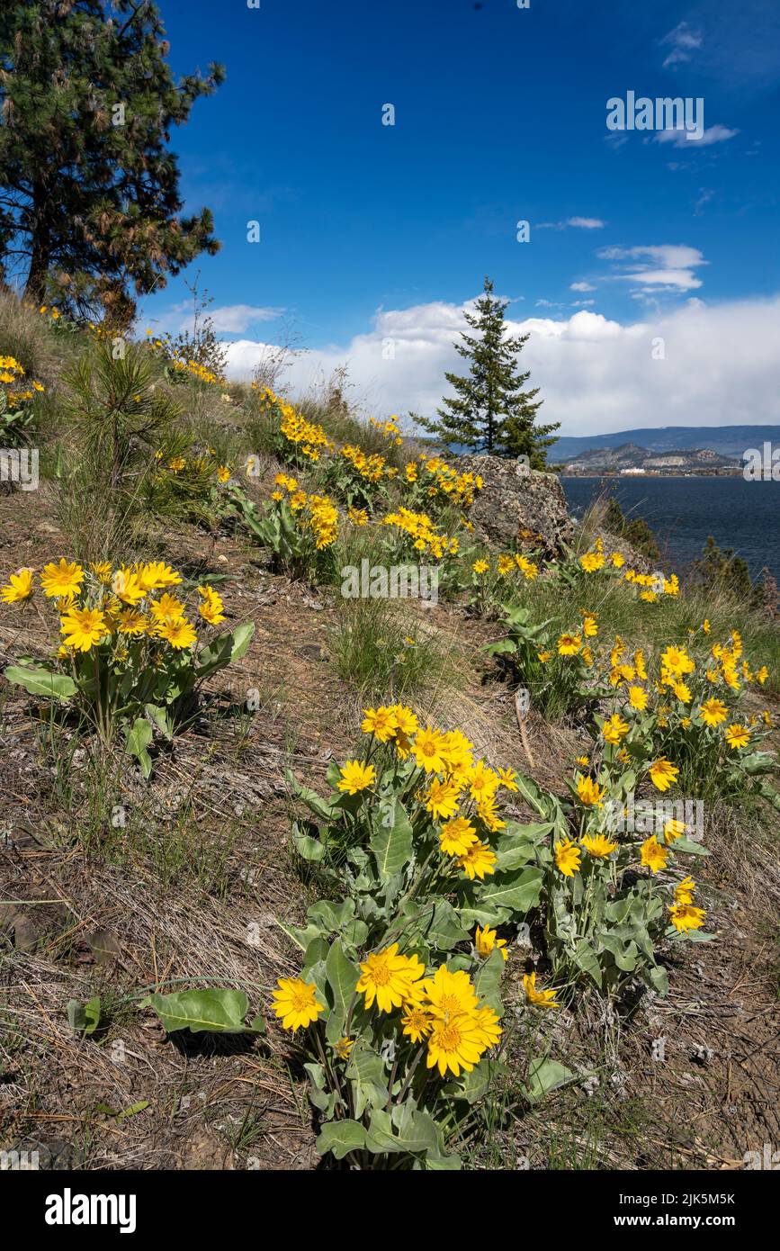 Arrowleaf balsamroot spring wildflowers growing in the hills above Kelowna, British Columbia, Canada. Stock Photo