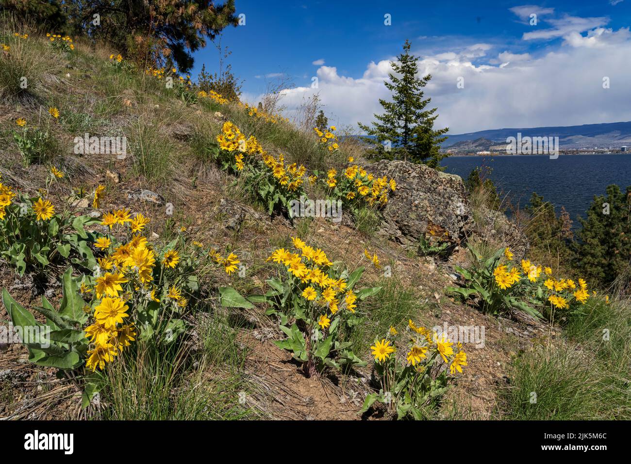 Arrowleaf balsamroot spring wildflowers growing in the hills above Kelowna, British Columbia, Canada. Stock Photo