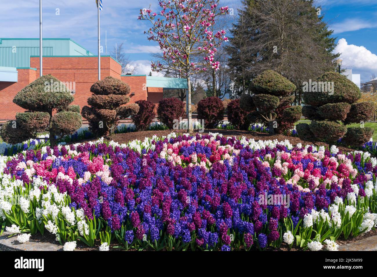 A hyacinth decorative flower bed at city Hall in Abbotsford, British Columbia, Canada. Stock Photo