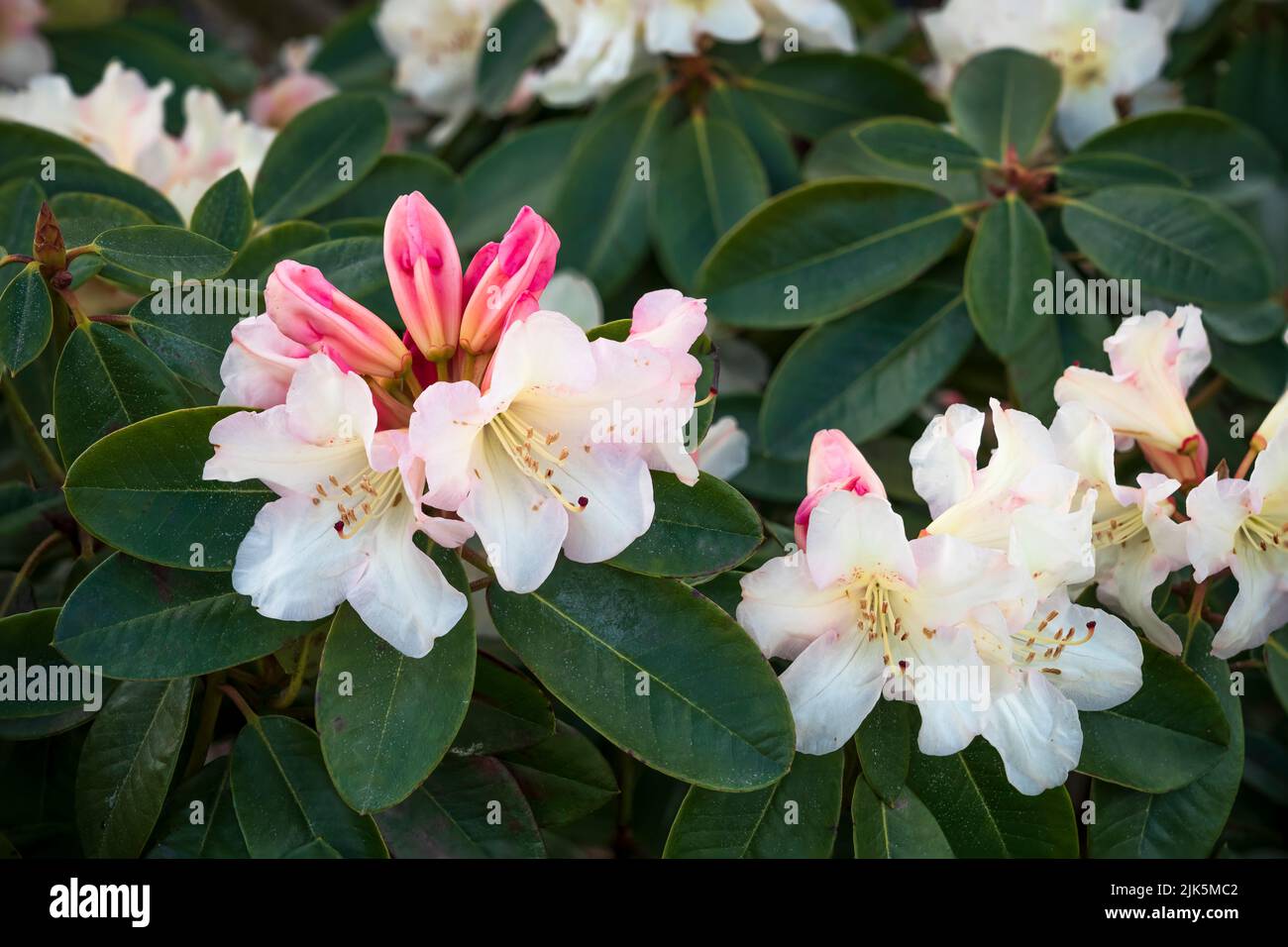 Rhododenderon flowers in a public garden in Abbotsford, British Columbia, Canada. Stock Photo