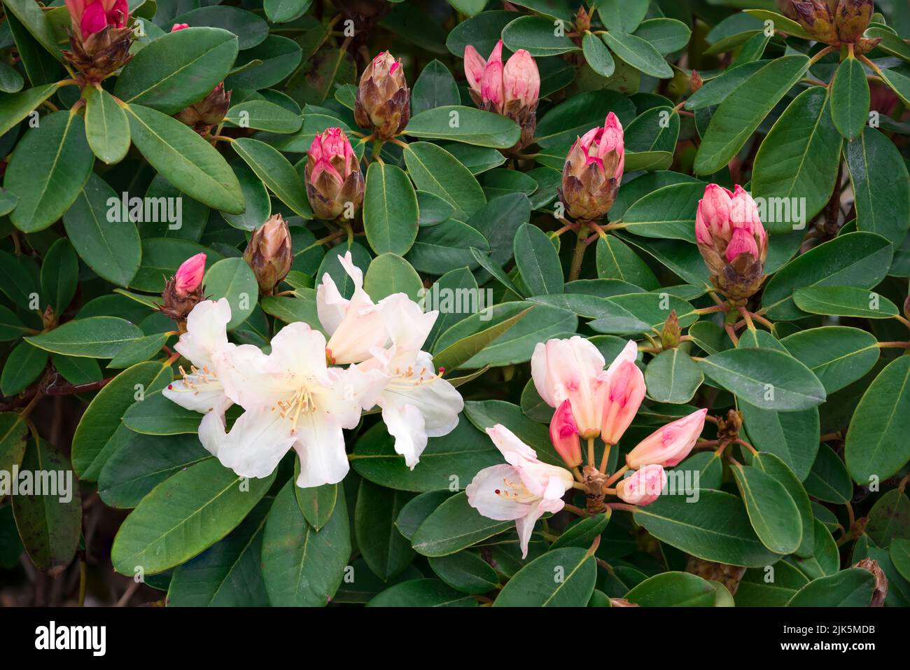 Rhododenderon flowers in a public garden in Abbotsford, British Columbia, Canada. Stock Photo