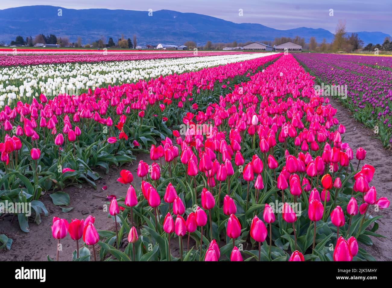 Fields of tulips and daffodils blooming at the Chilliwack Tulip Festival, British Columbia, Canada. Stock Photo