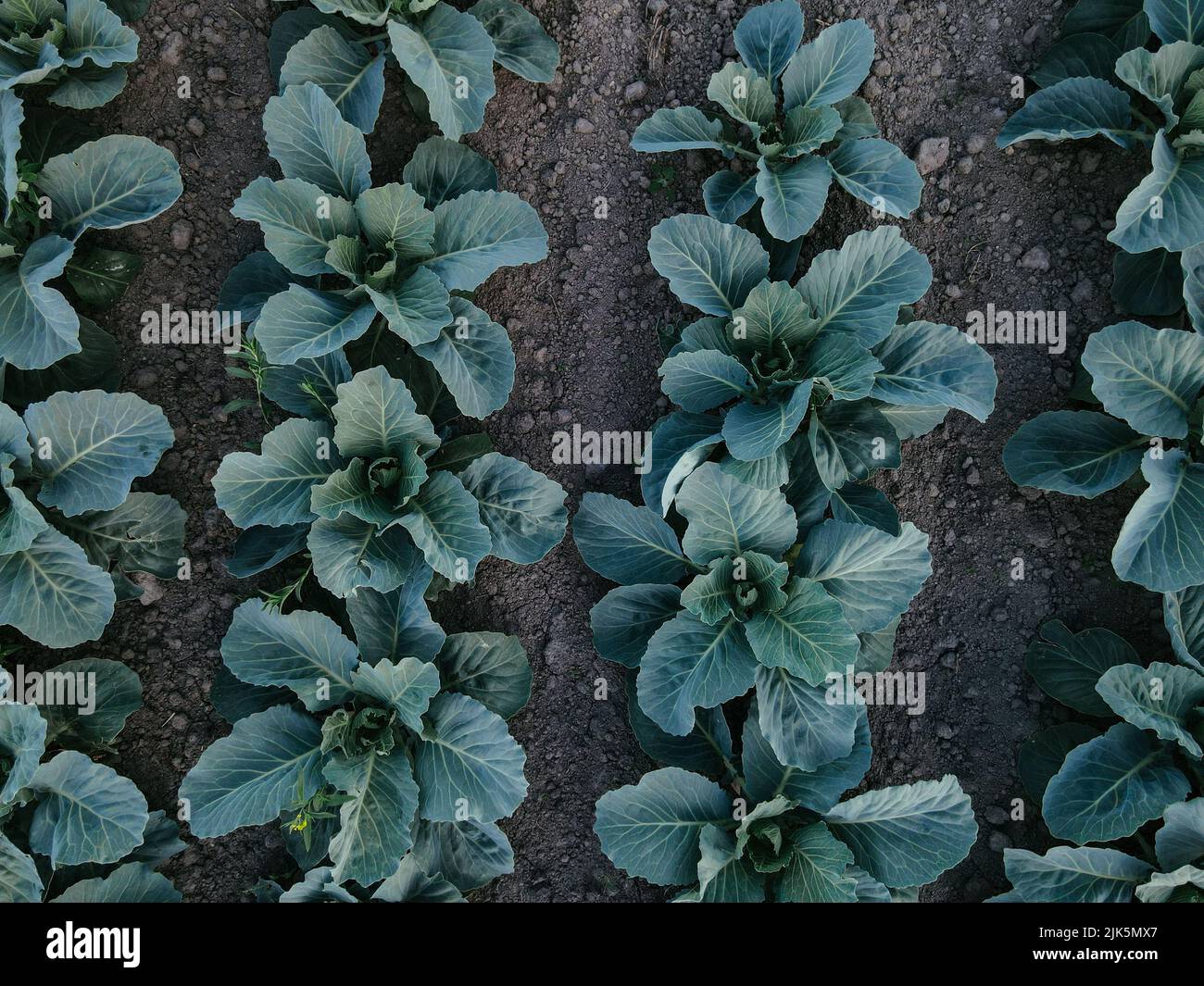 Fresh green cabbage in the farm field. Landscape aerial view of a