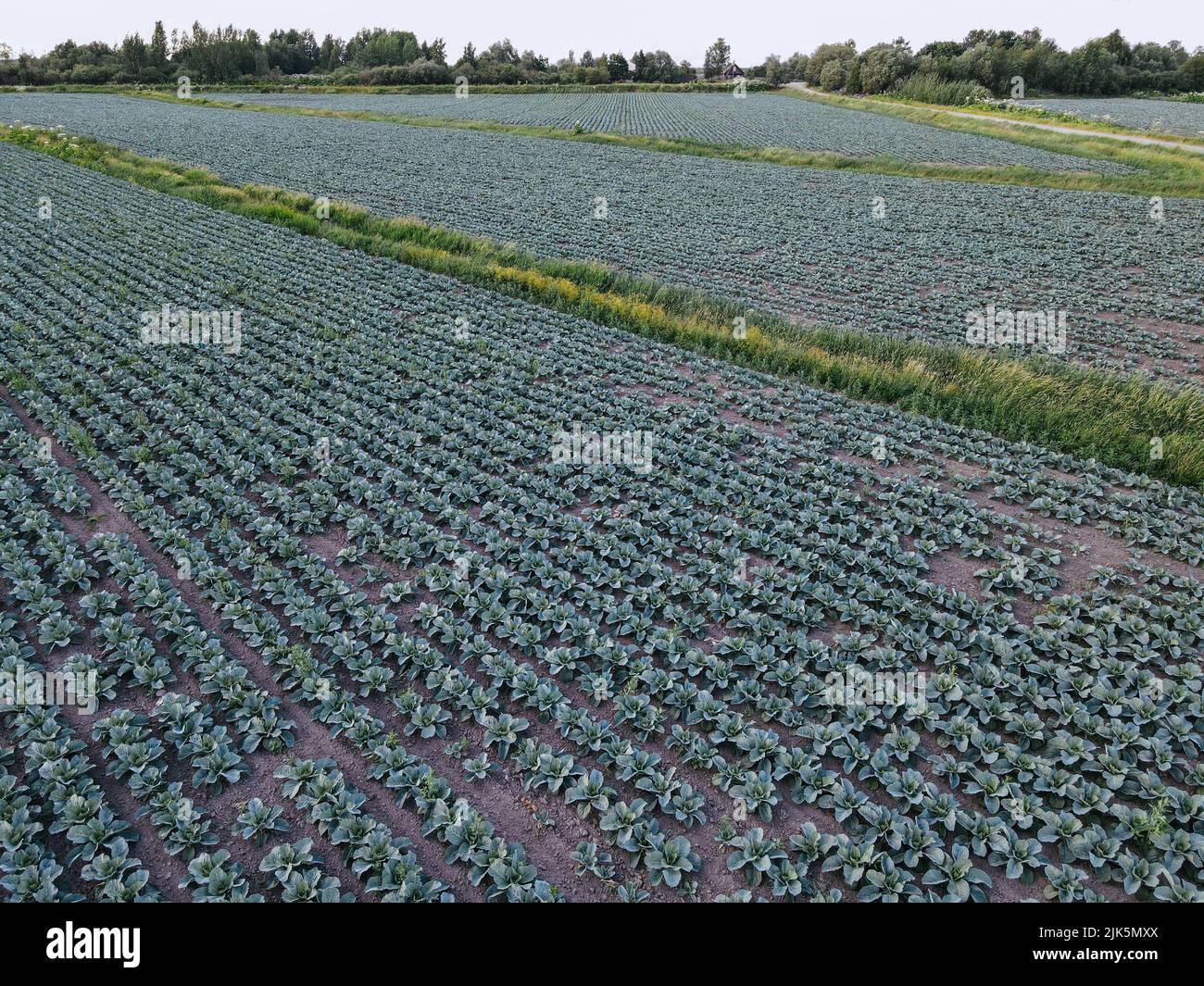 Fresh green cabbage in the farm field. Landscape aerial view of a