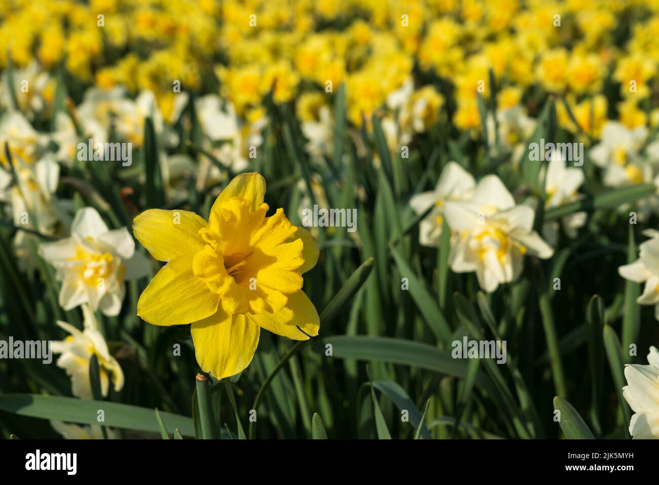 Fields of tulips and daffodils blooming at the Chilliwack Tulip