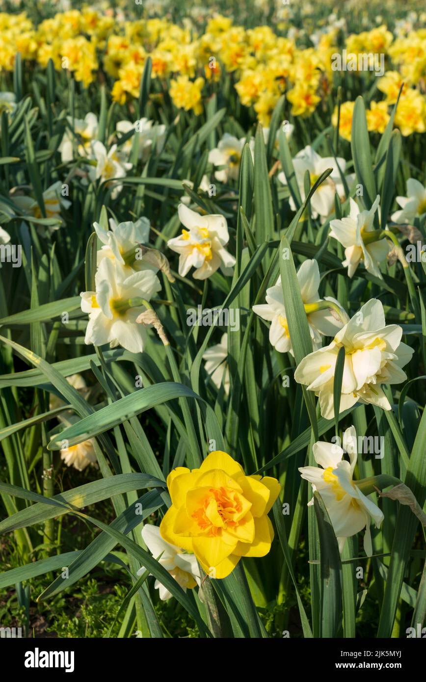 Fields of tulips and daffodils blooming at the Chilliwack Tulip
