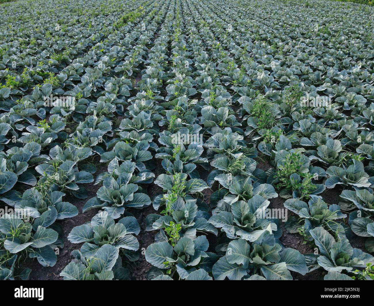 Fresh green cabbage in the farm field. Landscape aerial view of a