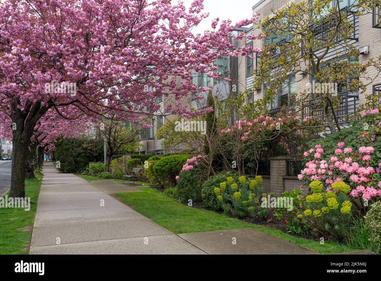 Cherry blossom trees blooming along the street in Vancouver, British