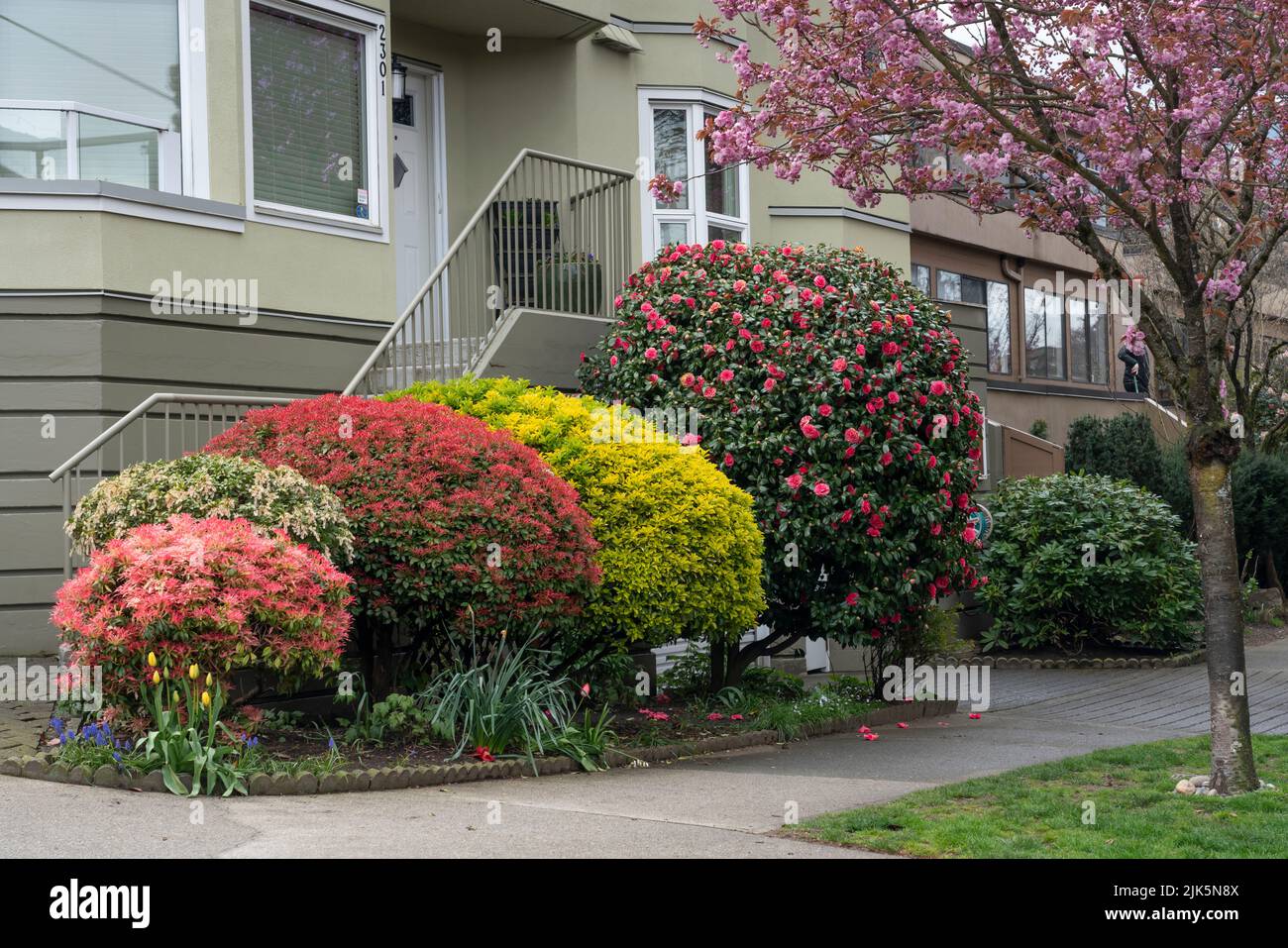 Season of cherry blossoms hires stock photography and images Alamy