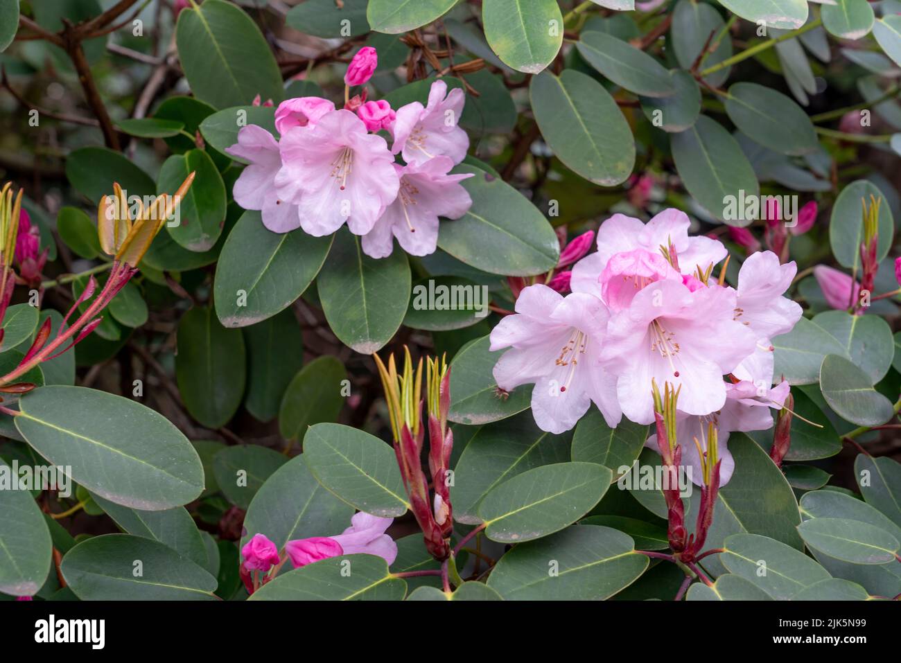 Spring flowers blooming in Vancouver, British Columbia, Canada Stock