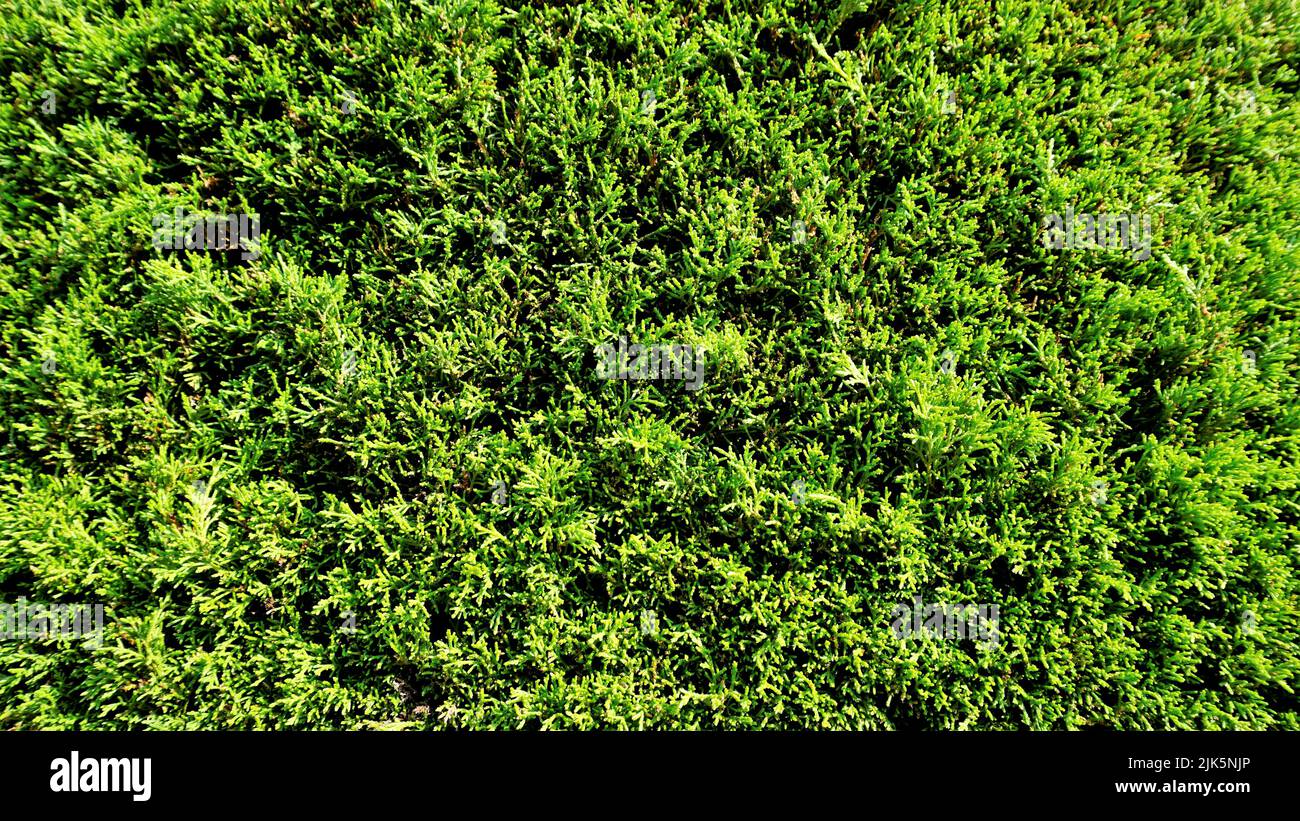 Beautiful background image of Microbiota decussata also known as Microbiota, Siberian Cypress, Subalpine arborvitae. Mobile wallpaper background textu Stock Photo