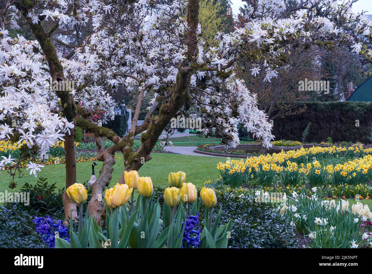 Spring flower gardens in full bloom in Stanley Park, Vancouver, British