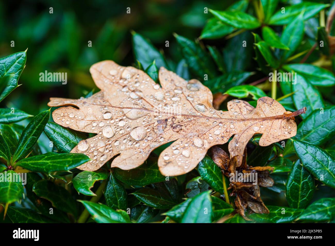 Leaf with raindrops on a hedge in autumn. Stock Photo