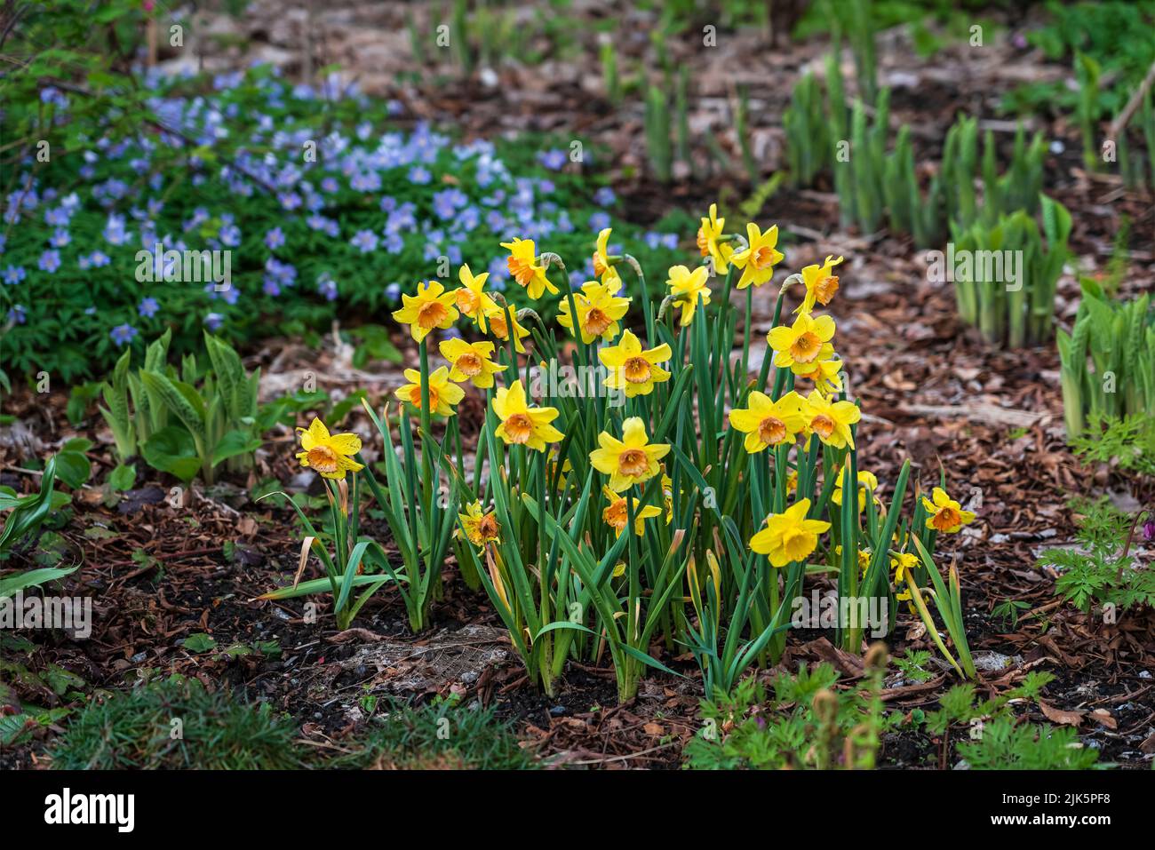Daffodil spring blossoms in the Van Dusen Botanical Gardens, Vancouver, British Columbia, Canada. Stock Photo