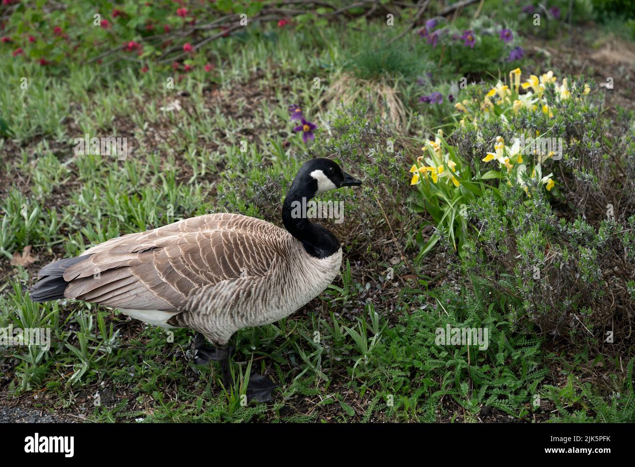 Canada goose and spring blossoms in the Van Dusen Botanical Gardens, Vancouver, British Columbia, Canada. Stock Photo