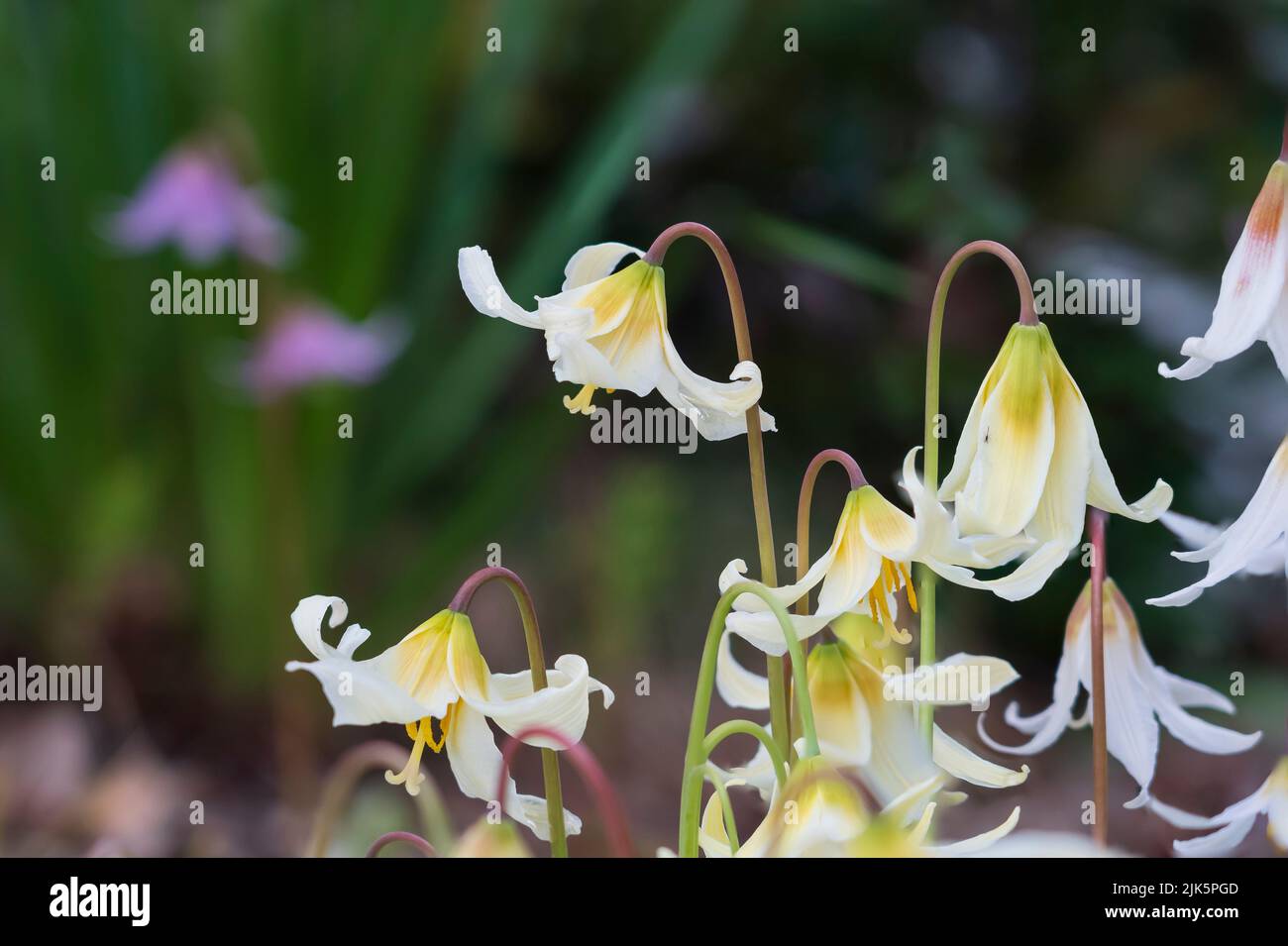 The Fawn Lily spring blossoms in the Van Dusen Botanical Gardens, Vancouver, British Columbia, Canada. Stock Photo