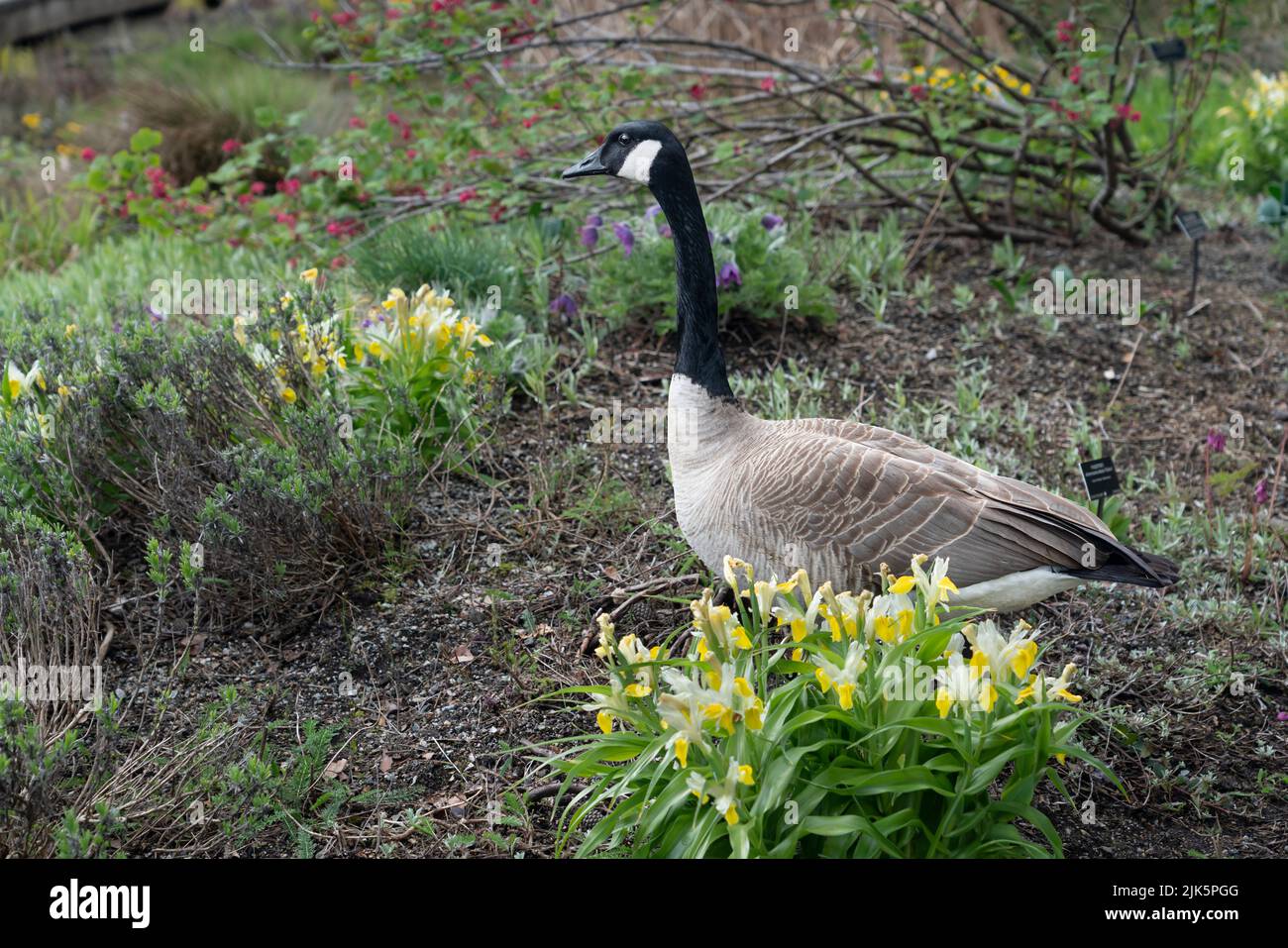 Canada goose and spring blossoms in the Van Dusen Botanical Gardens, Vancouver, British Columbia, Canada. Stock Photo