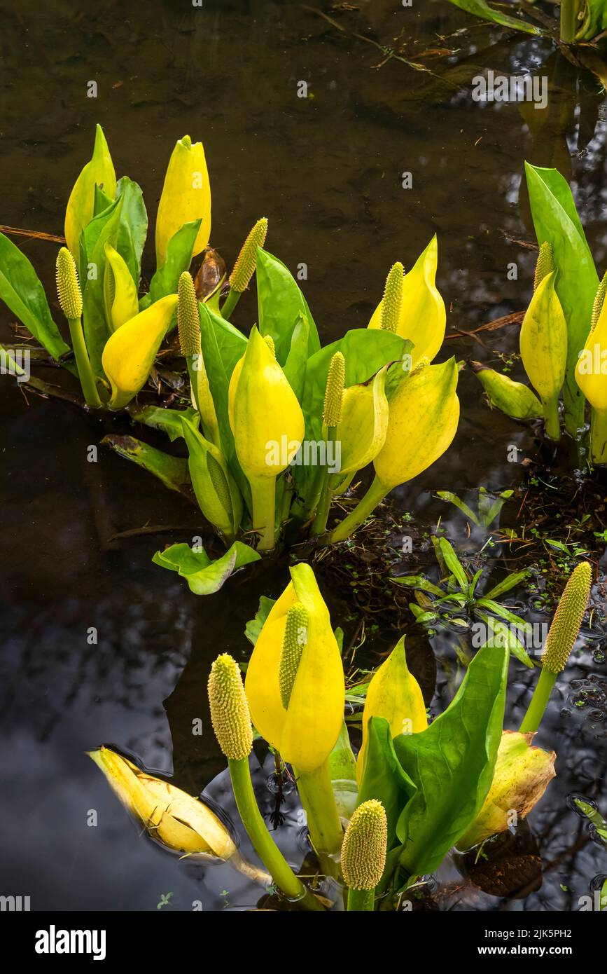 Western Skunk Cabbage spring blossoms in the Van Dusen Botanical