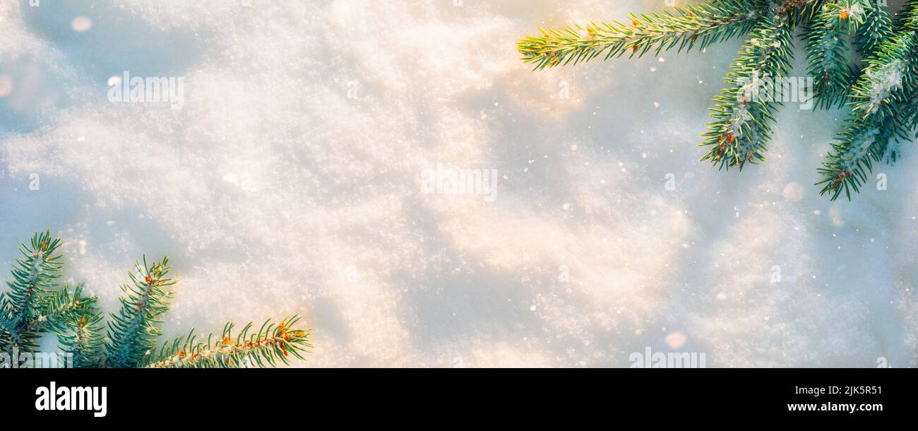 Spruce branches on the snow shining in the sunlight. Christmas copy space background Stock Photo