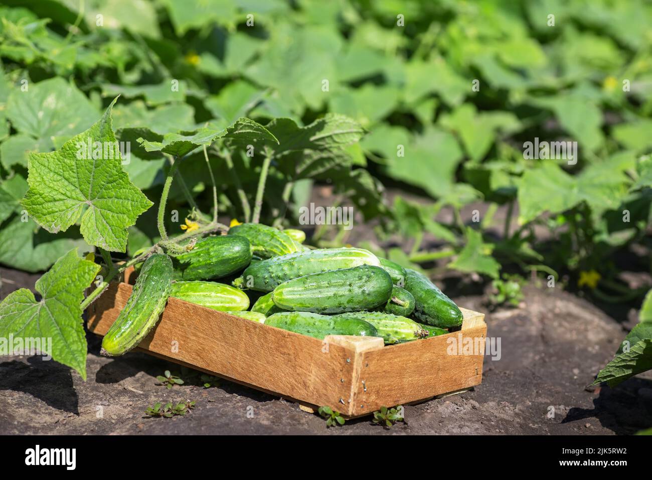 Box plant garden hires stock photography and images Alamy