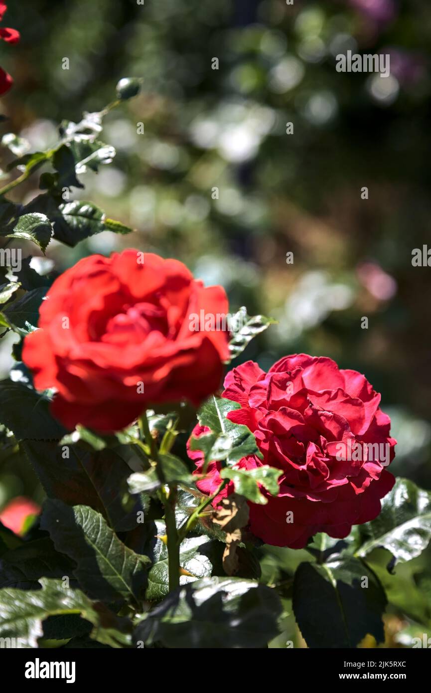 Sunny Red Roses Cut red roses on grass hi-res stock photography and images - Alamy