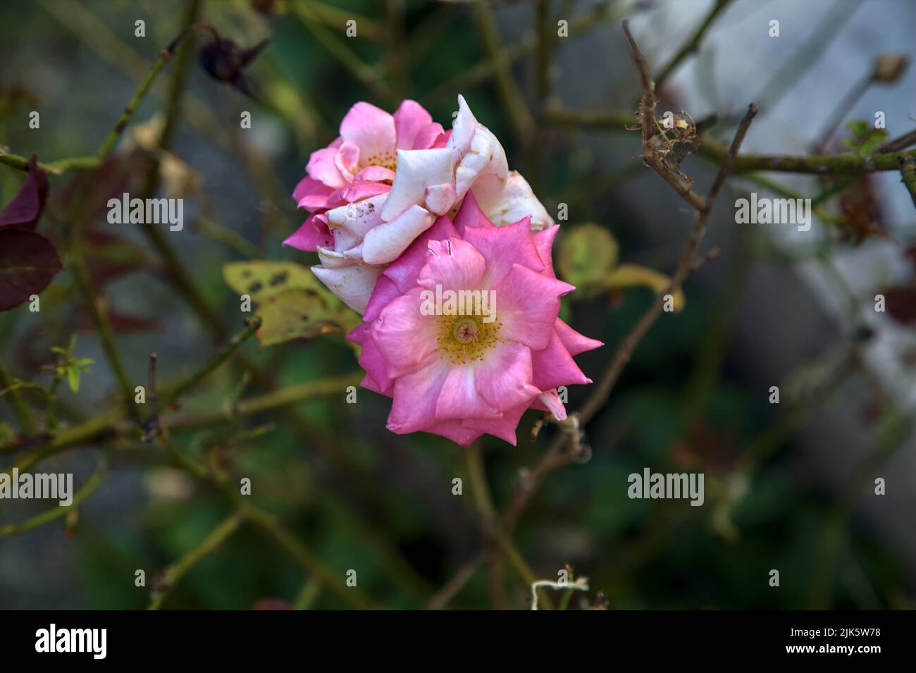 Pink roses in a worn bush seen up close Stock Photo - Alamy