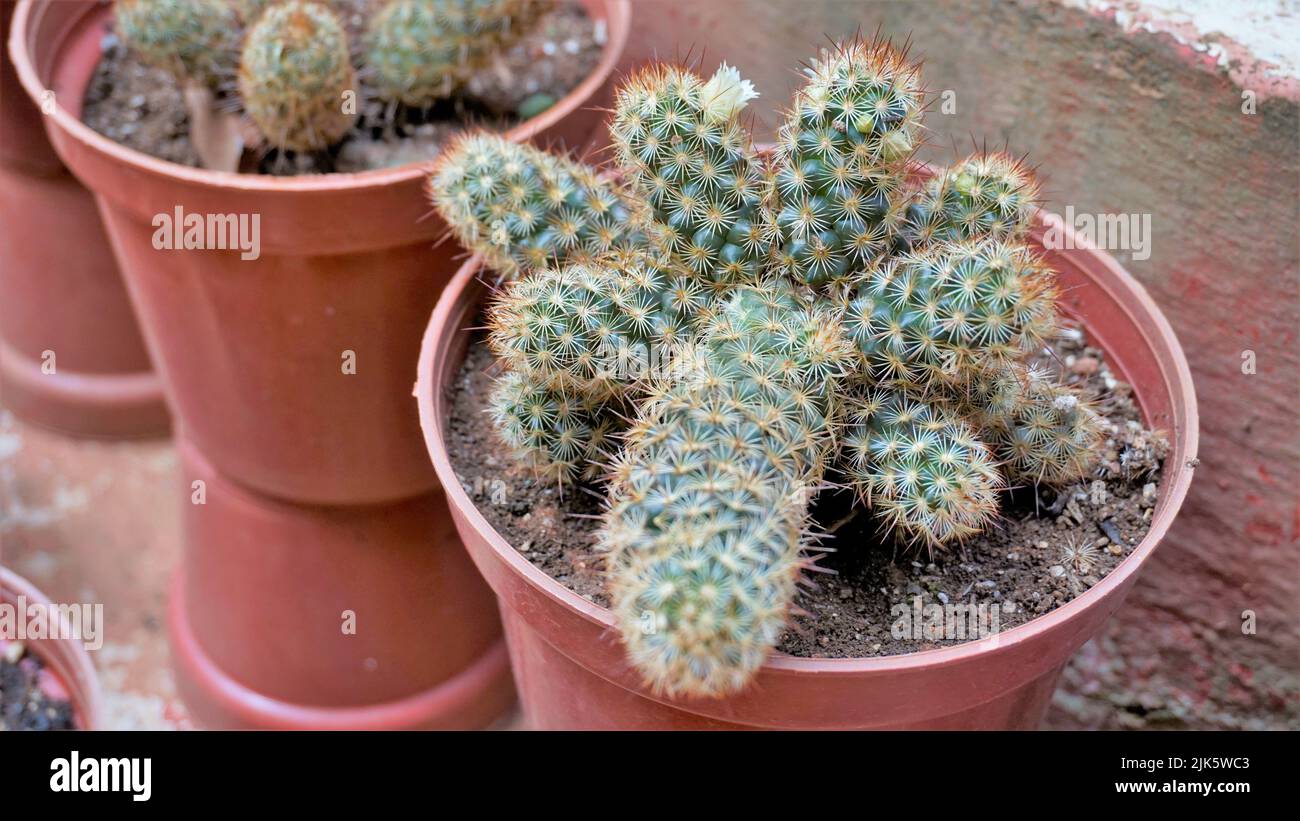 Beautiful indoor cactus pot plants of Mammillaria elongata from a nursery garden. Also known as Golden star cactus, Lace cactus, Ladyfinger cactus, Br Stock Photo