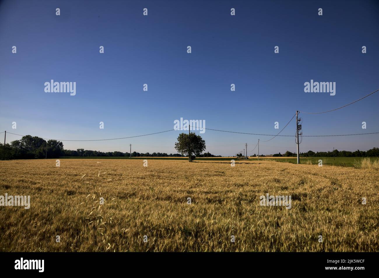 Tree in the middle of a wheat field on a sunny day Stock Photo - Alamy