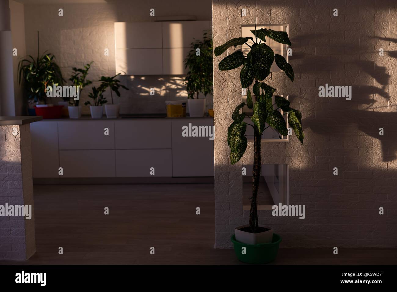 Indoor plants display. House plants Stock Photo Alamy