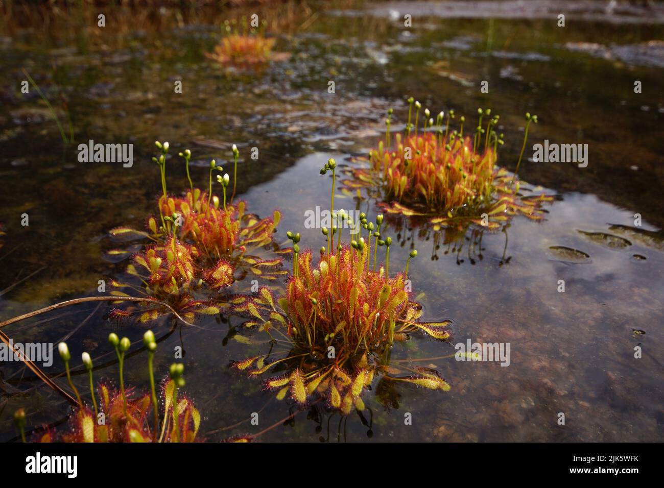 Circular clumps of English sundew (Drosera anglica) growing in a pond, Northern Norway Stock Photo