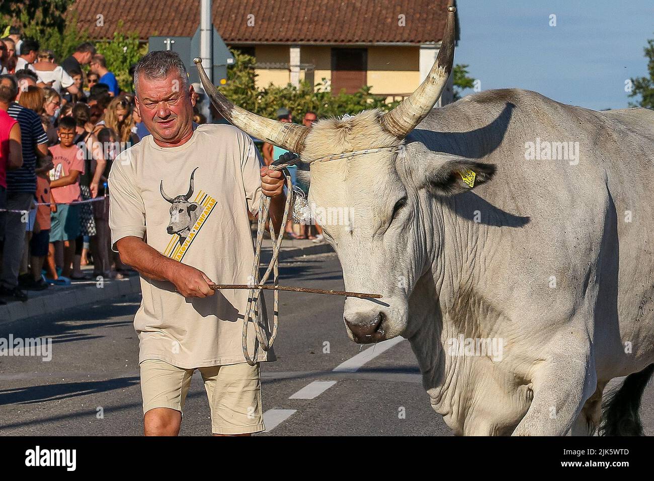 Jakovlje festival, where traditionally the most beautiful, heaviest and