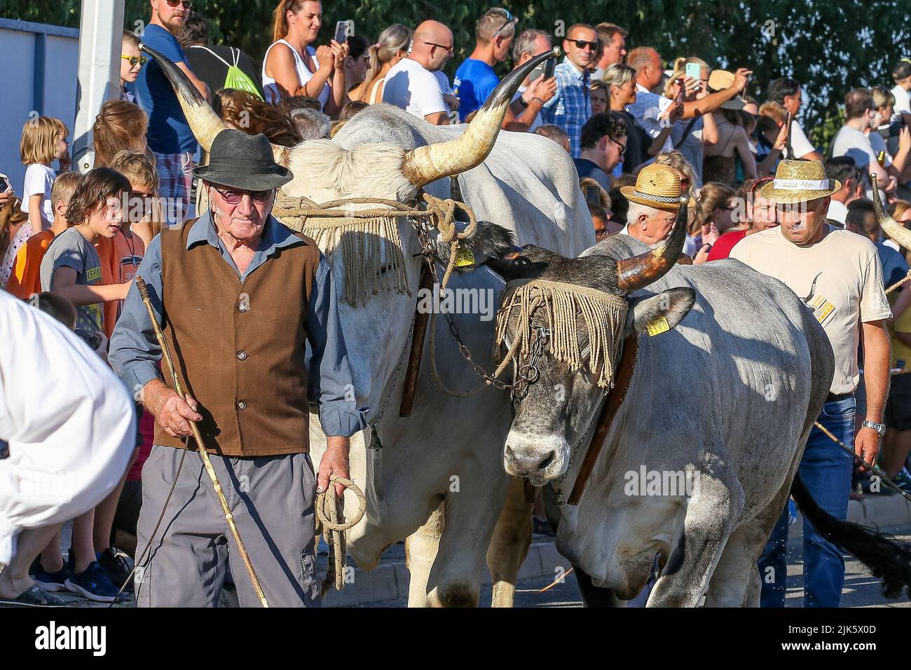 Jakovlje festival, where traditionally the most beautiful, heaviest and