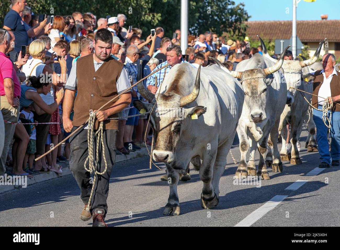 Jakovlje festival, where traditionally the most beautiful, heaviest and