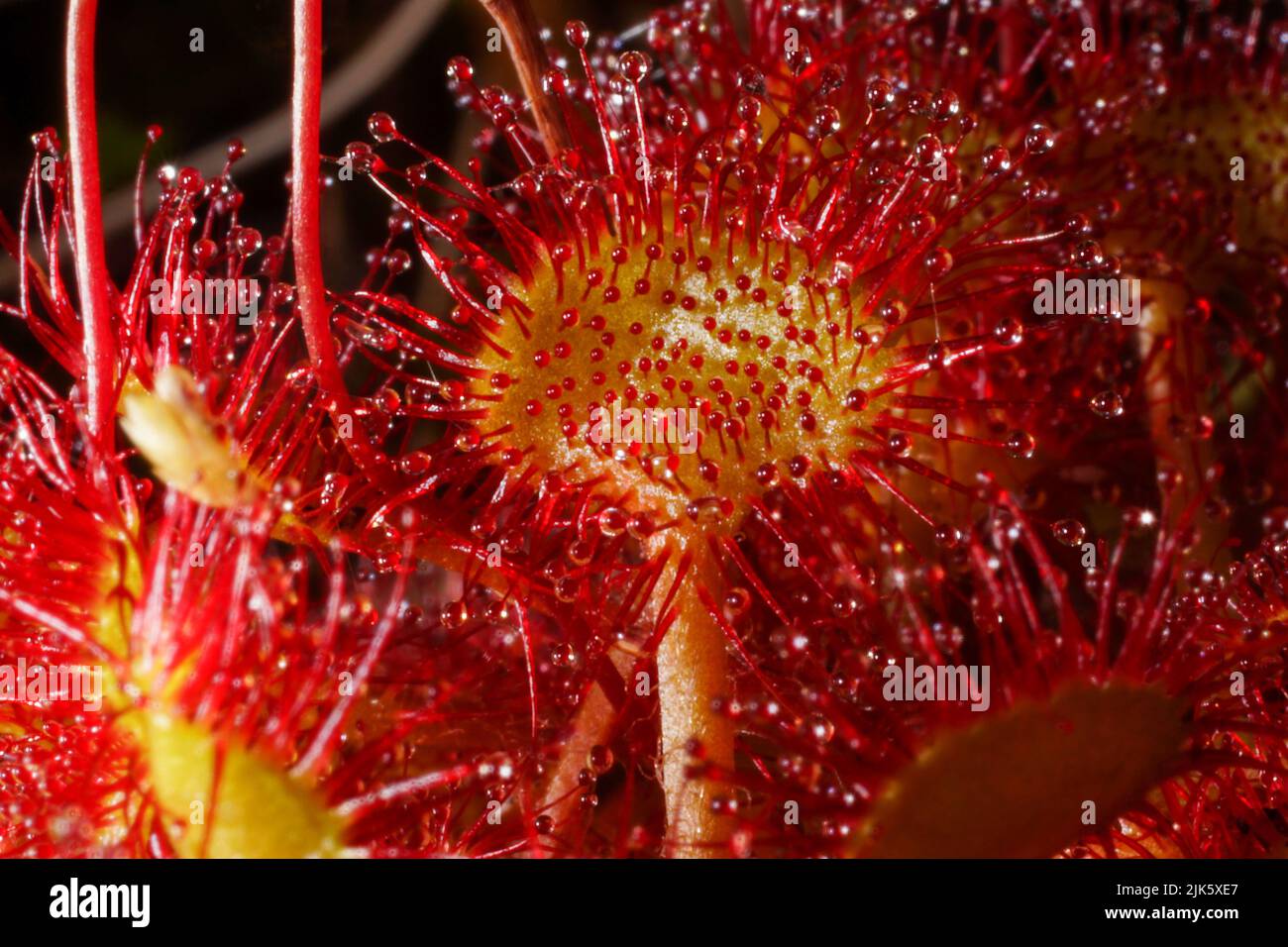 Single leaf of the carnivorous round-leaved sundew (Drosera rotundifolia) with sticky tentacles, Northern Norway Stock Photo