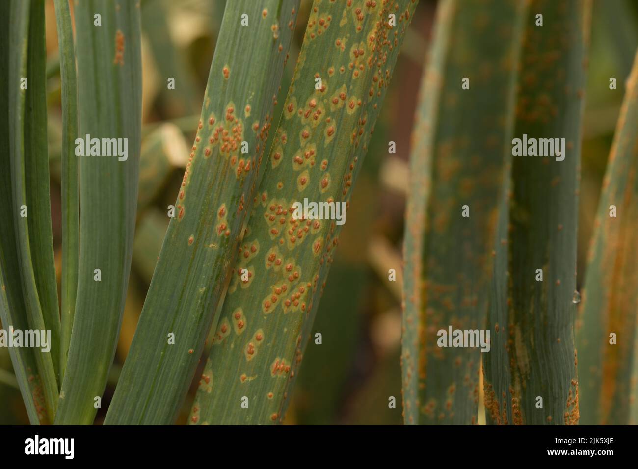 Leaf rust on garlic plant Stock Photo