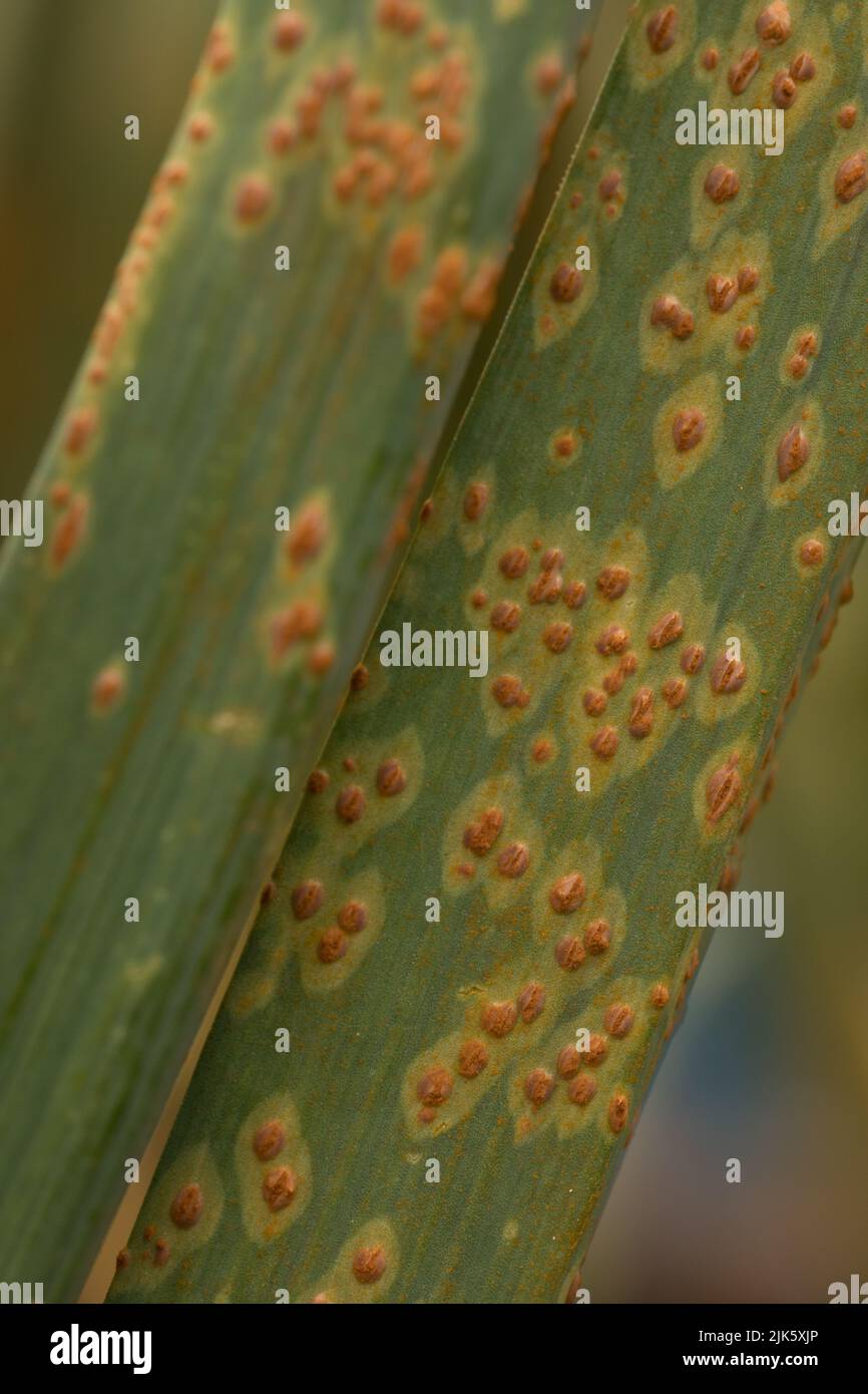 Garlic leaves affected by leaf rust Stock Photo Alamy