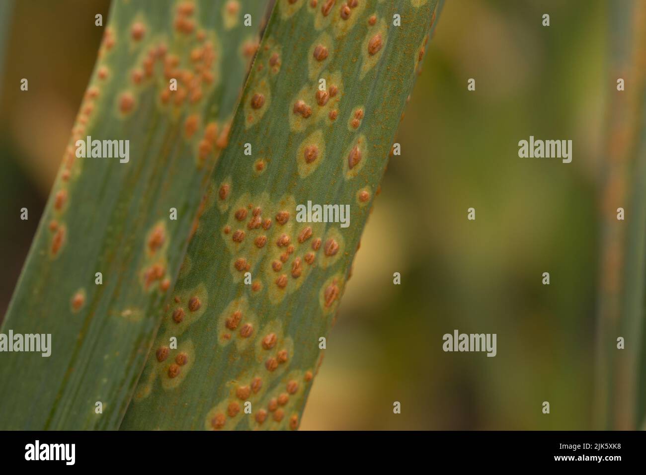 Garlic leaves affected by leaf rust Stock Photo