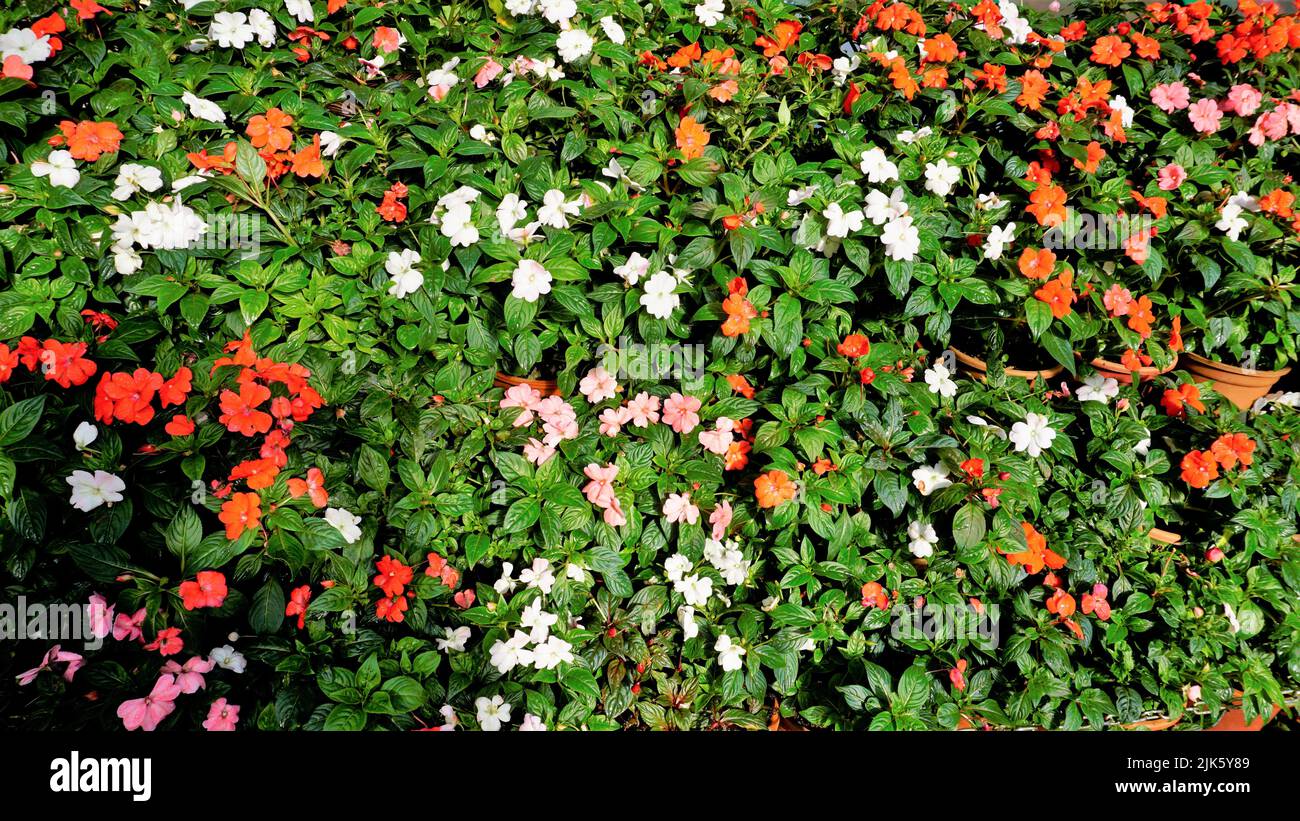 Beautiful background garden image of Impatiens walleriana also known as Busy lizzy, Sultans Balsam, Patienceplant, Patient Lucy, Teresita, Indoor Beau Stock Photo