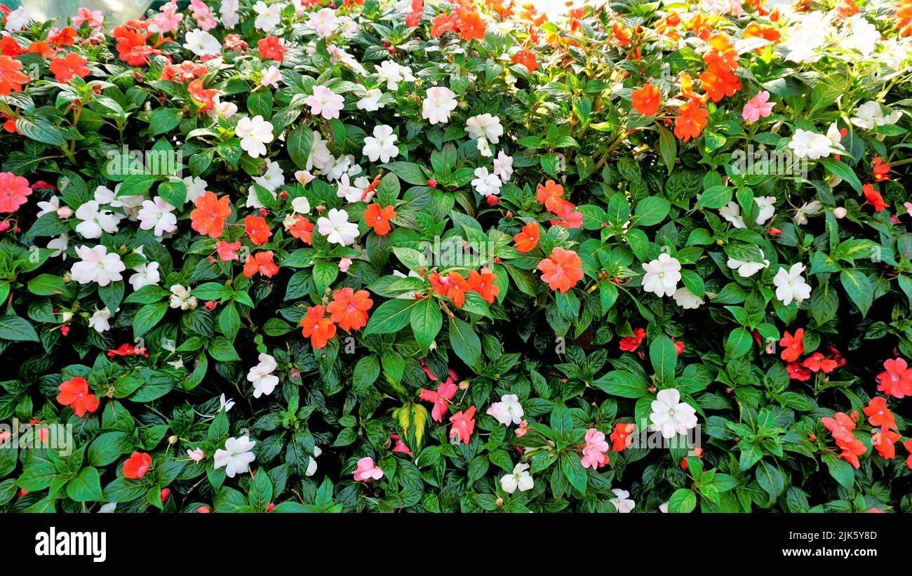 Beautiful background garden image of Impatiens walleriana also known as Busy lizzy, Sultans Balsam, Patienceplant, Patient Lucy, Teresita, Indoor Beau Stock Photo