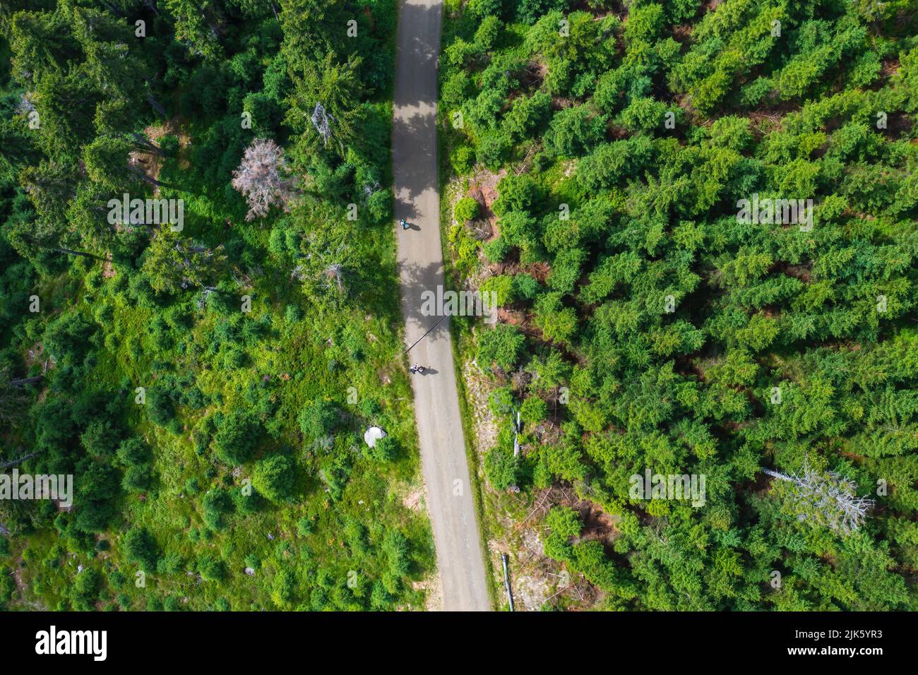 Top view of the road in the pine forest. Stock Photo