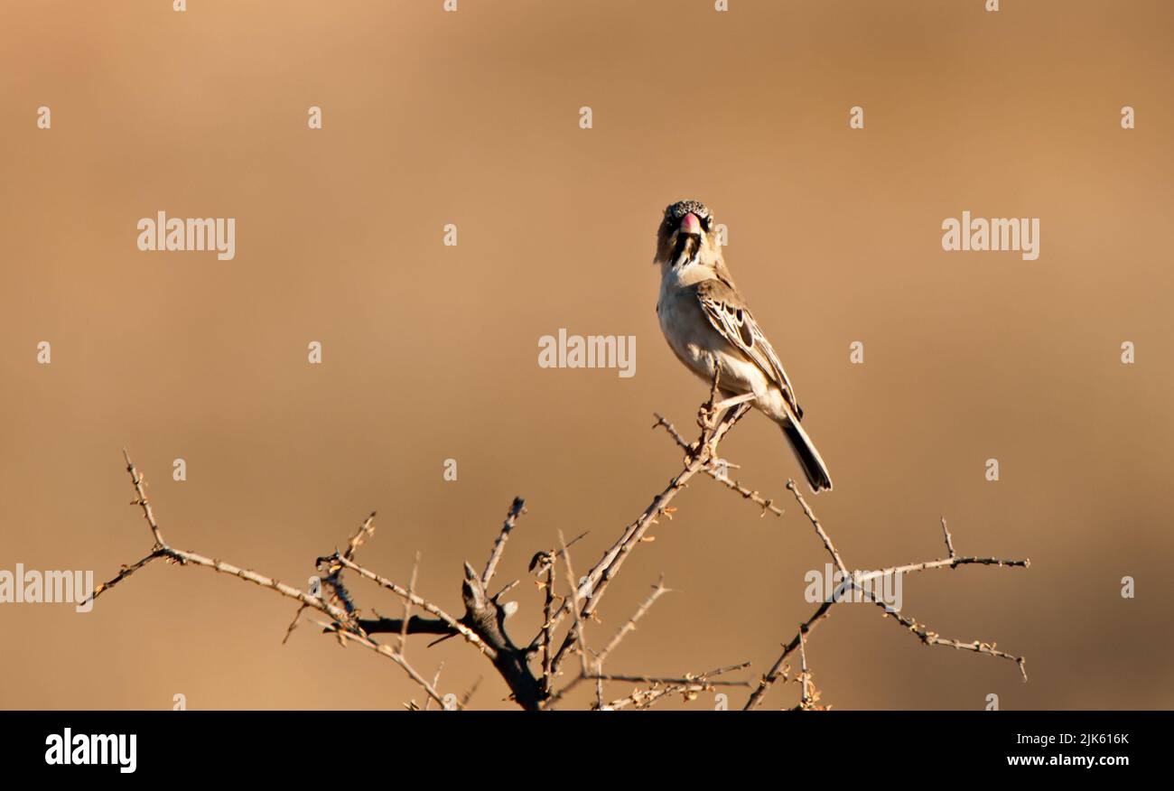 Scaly-feathered Finch (Sporopipes squamifrons) Kgalagadi Transfortier Park, South Africa Stock Photo