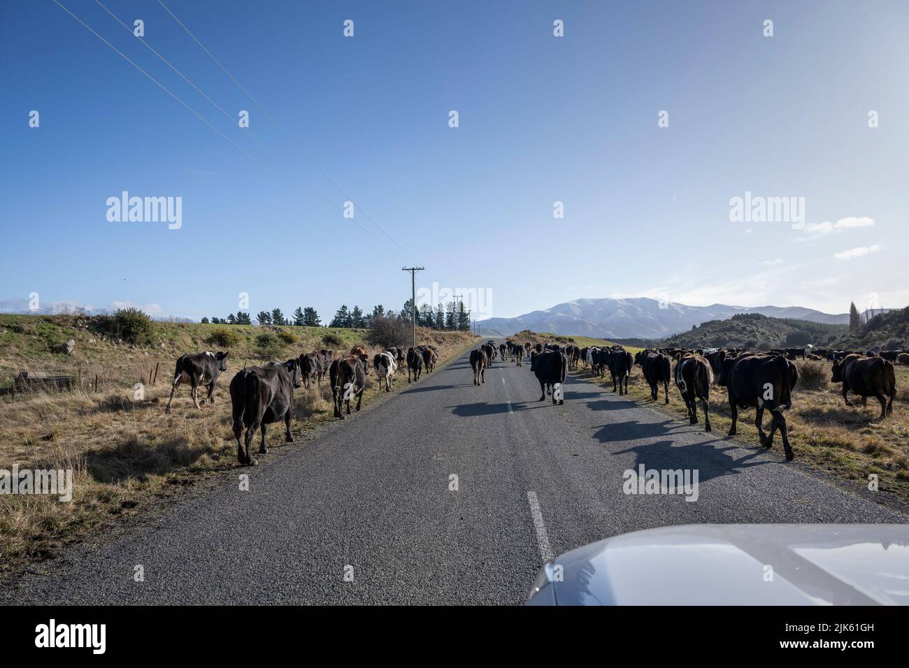 Cattle on the road, blocking the traffic in Canterbury, New Zealand. Stock Photo
