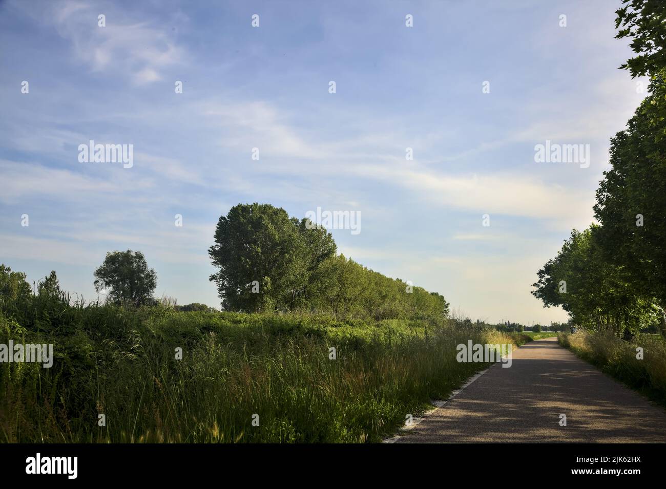 Country road in the middle of cultivated fields with a row of poplars at the edge of a field at sunset Stock Photo